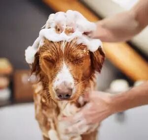 Dog Bath