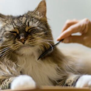 Cat Grooming
